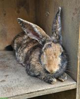 Kaninchen Lexa sucht neues, ausbruchsicheres Zuhause