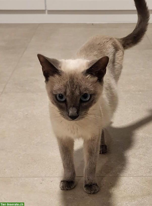 Siamkatzen, Kater und Kätzin, 4-jährig