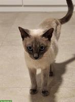 Siamkatzen, Kater und Kätzin, 4-jährig