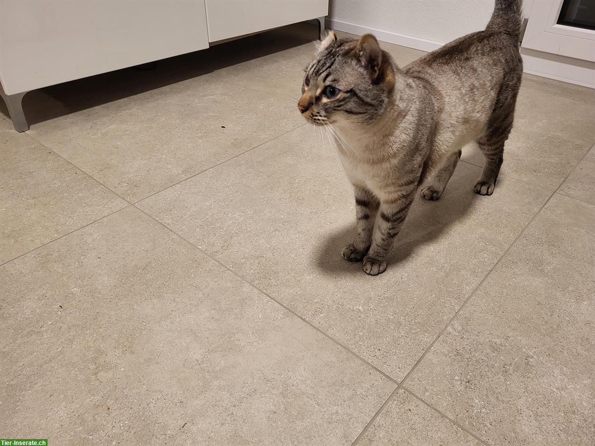 Bild 2: Siamkatzen, Kater und Kätzin, 4-jährig