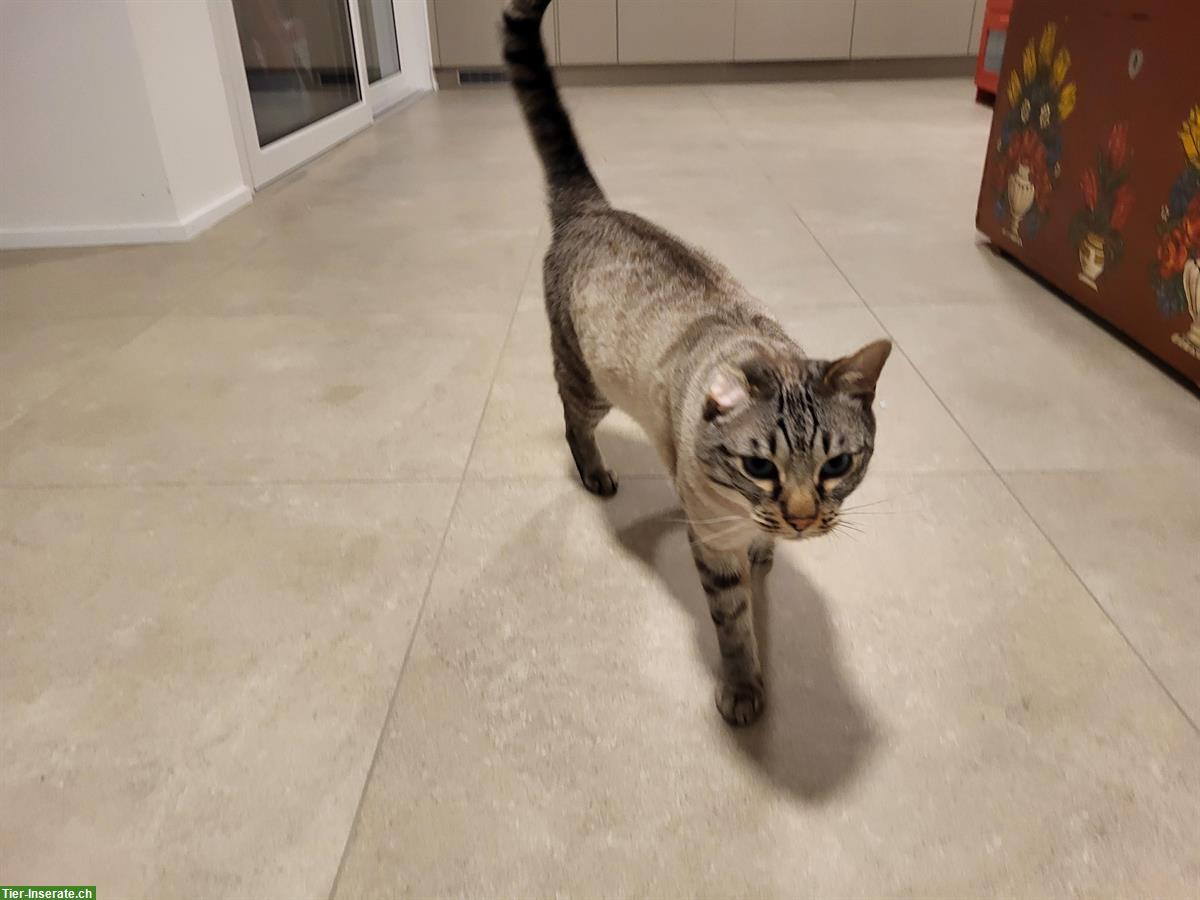 Bild 3: Siamkatzen, Kater und Kätzin, 4-jährig