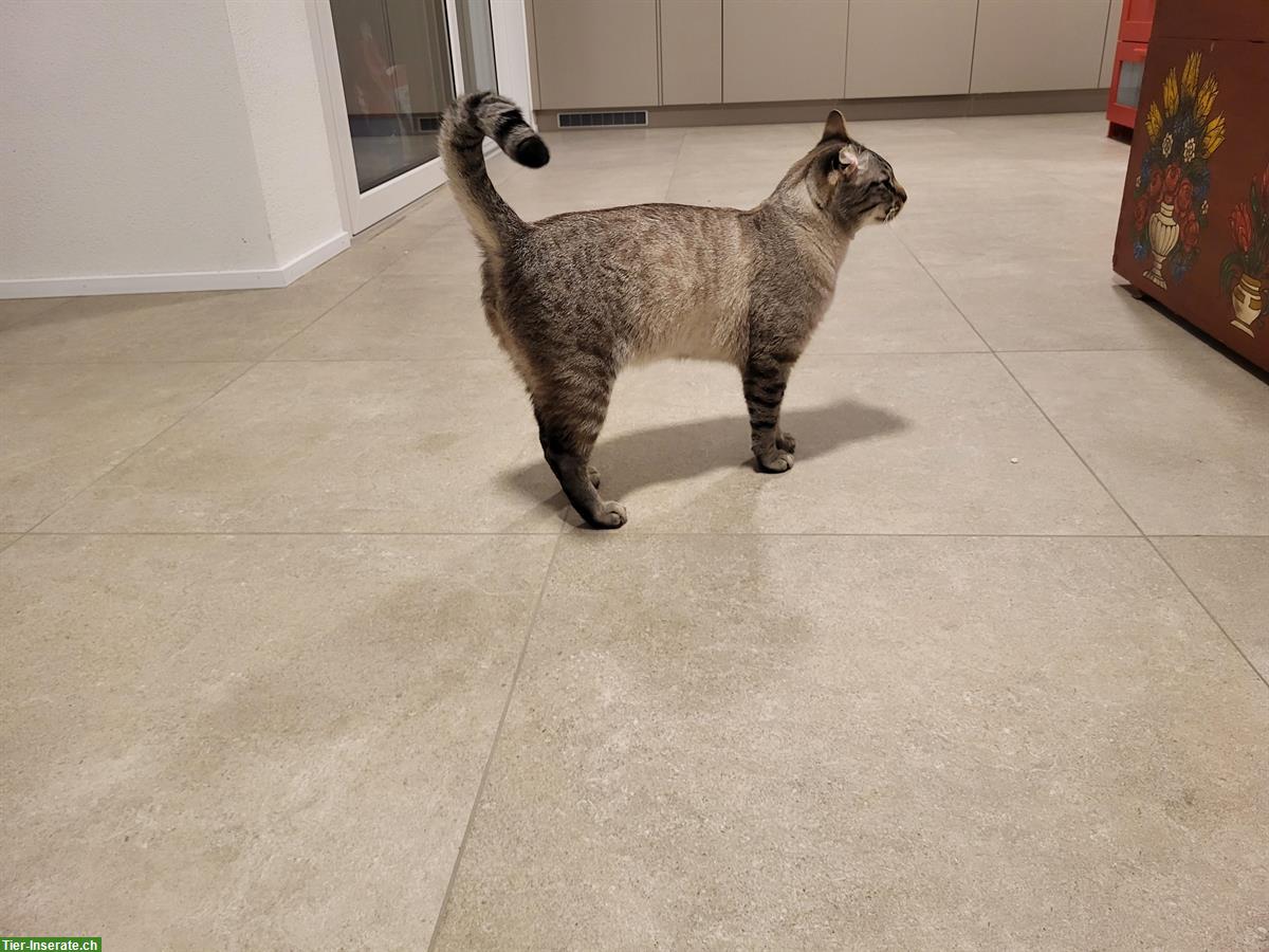 Bild 4: Siamkatzen, Kater und Kätzin, 4-jährig