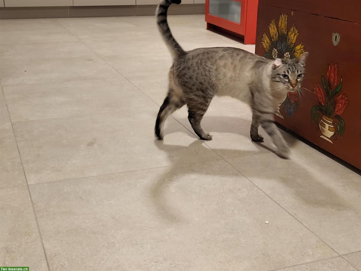 Bild 5: Siamkatzen, Kater und Kätzin, 4-jährig