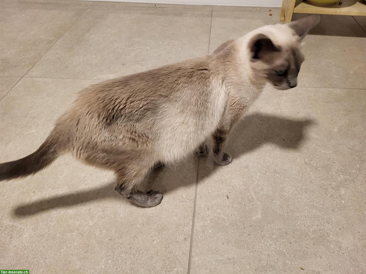 Bild 6: Siamkatzen, Kater und Kätzin, 4-jährig