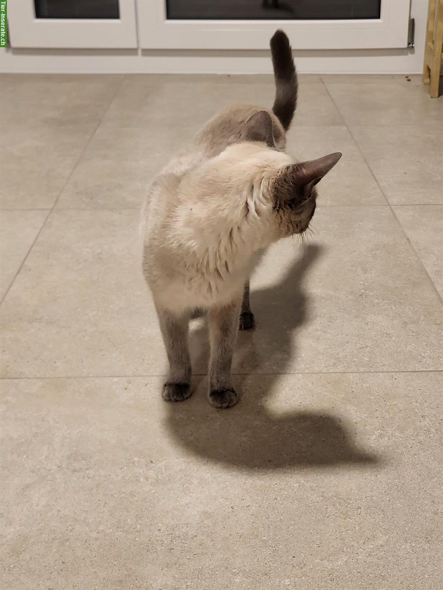 Bild 7: Siamkatzen, Kater und Kätzin, 4-jährig