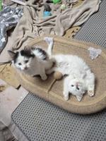 Ragdoll Mischling Kitten suchen Ihre Familie