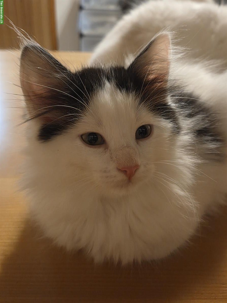 Bild 2: Ragdoll Mischling Kitten suchen Ihre Familie