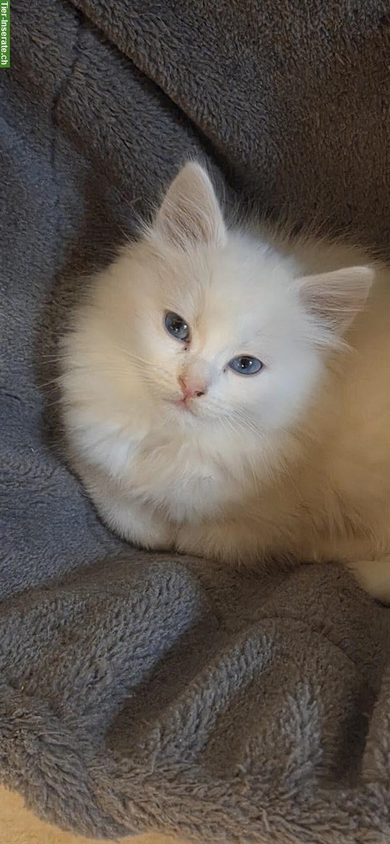 Bild 4: Ragdoll Mischling Kitten suchen Ihre Familie