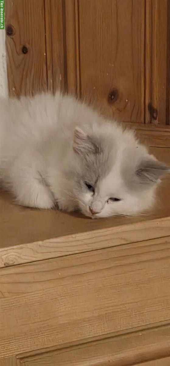 Bild 5: Ragdoll Mischling Kitten suchen Ihre Familie