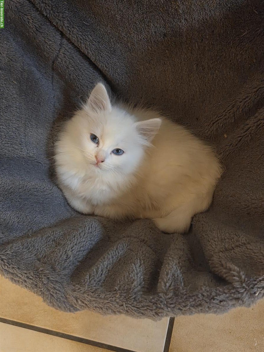 Bild 6: Ragdoll Mischling Kitten suchen Ihre Familie