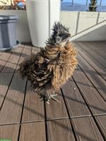 GRATIS: 3 junge Zwergseidenhühner, handzahm