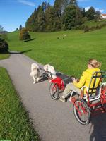 Junger Maremmano sucht neues Zuhause