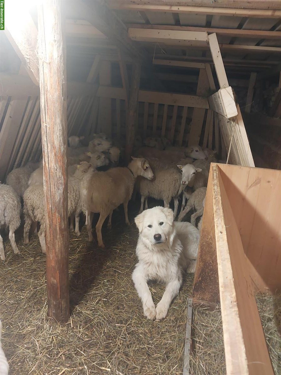 Bild 3: Junger Maremmano Rüde sucht neues Zuhause