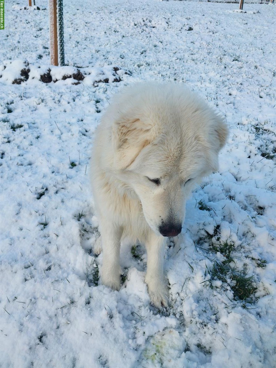 Bild 4: Junger Maremmano Rüde sucht neues Zuhause