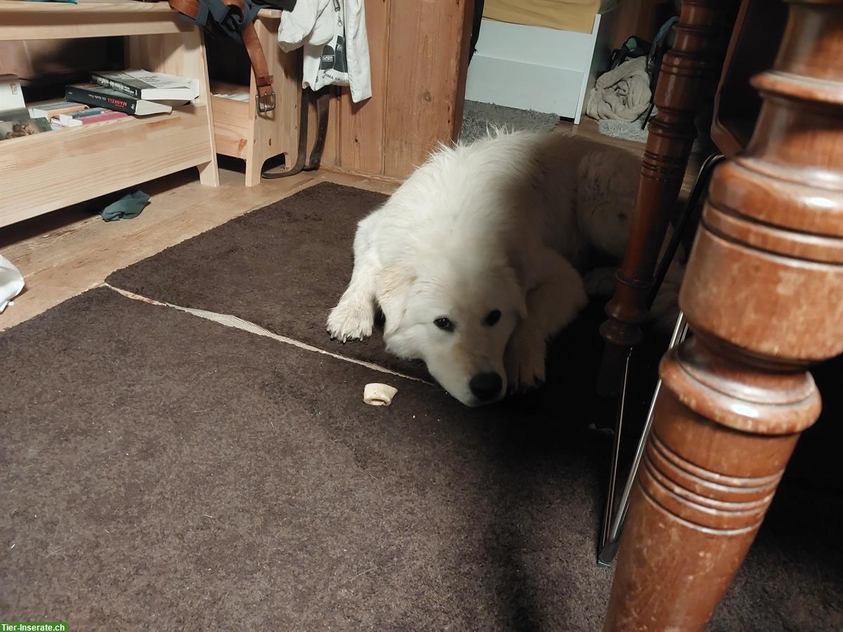 Bild 5: Junger Maremmano Rüde sucht neues Zuhause