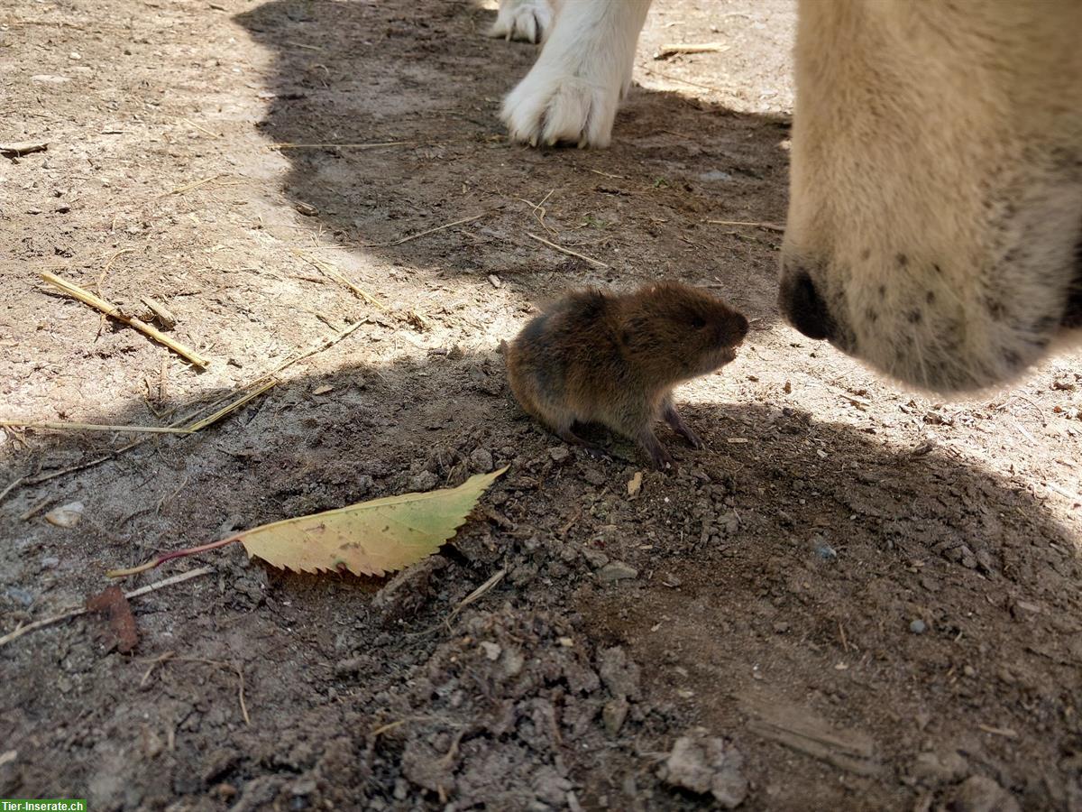 Bild 6: Junger Maremmano Rüde sucht neues Zuhause