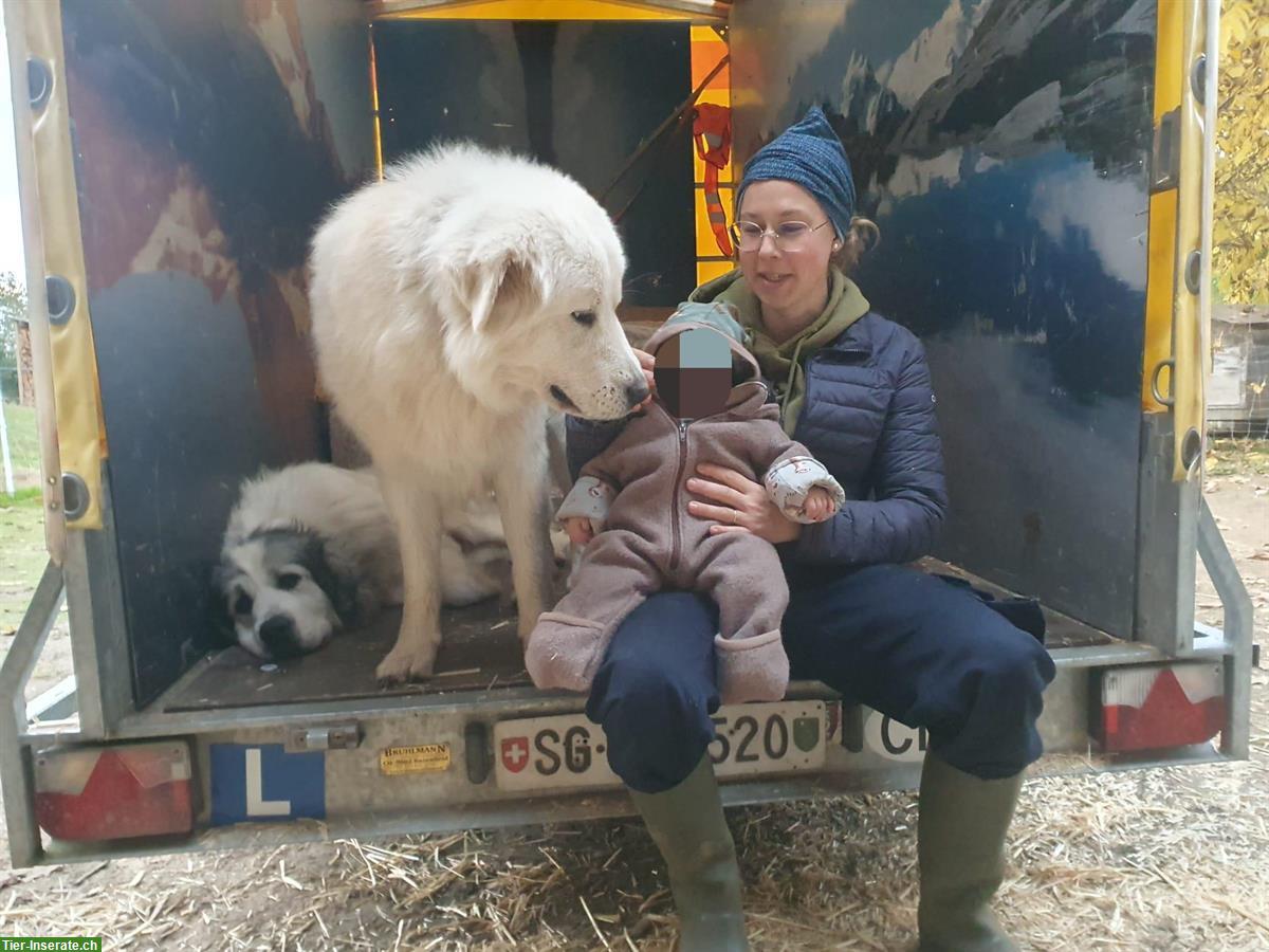 Bild 7: Junger Maremmano Rüde sucht neues Zuhause