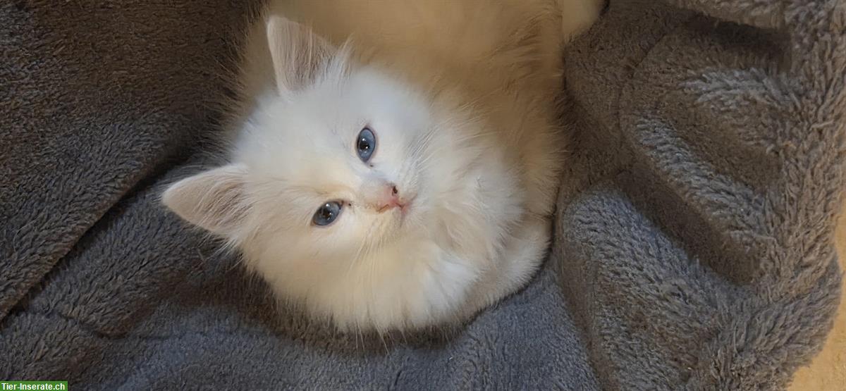 Türkisch Angora Kitten mit blauen Augen