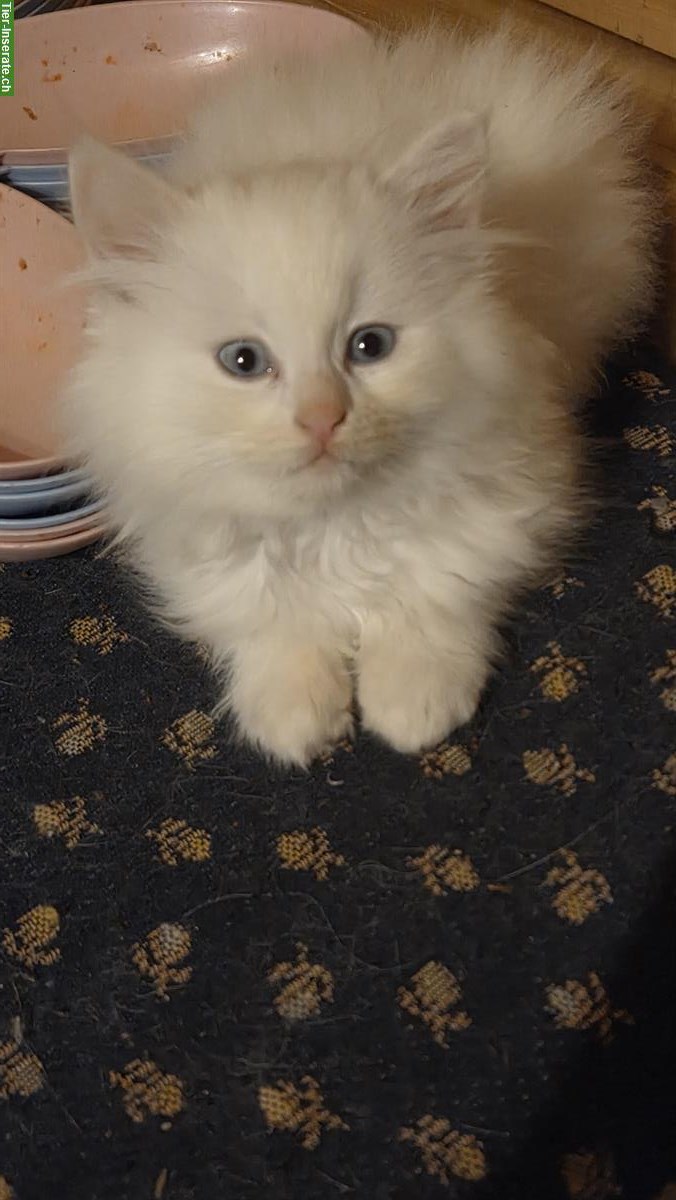 Bild 2: Türkisch Angora Kitten mit blauen Augen