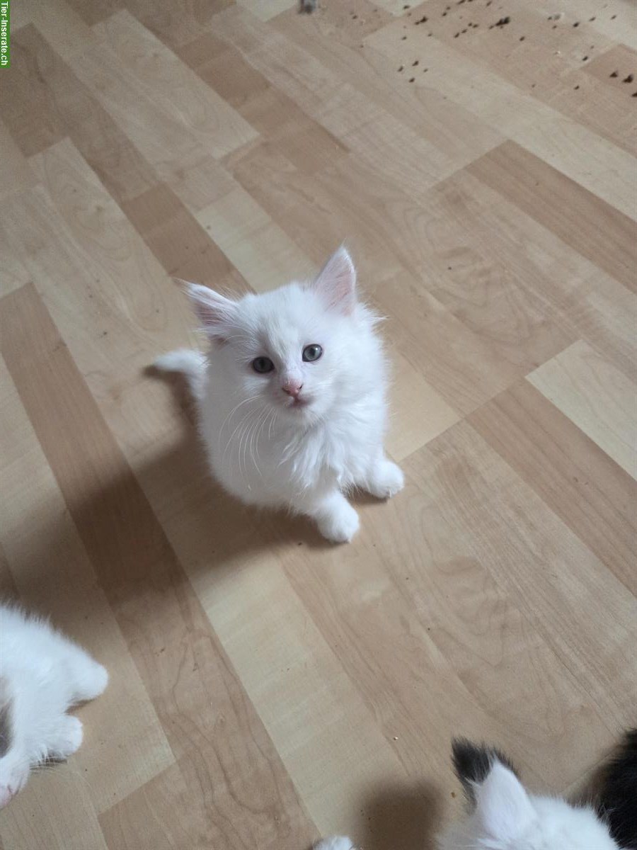 Bild 3: Türkisch Angora Kitten mit blauen Augen