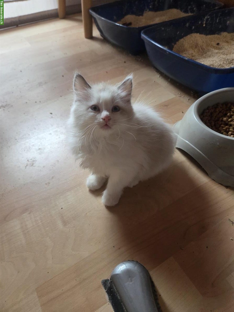 Bild 4: Türkisch Angora Kitten mit blauen Augen