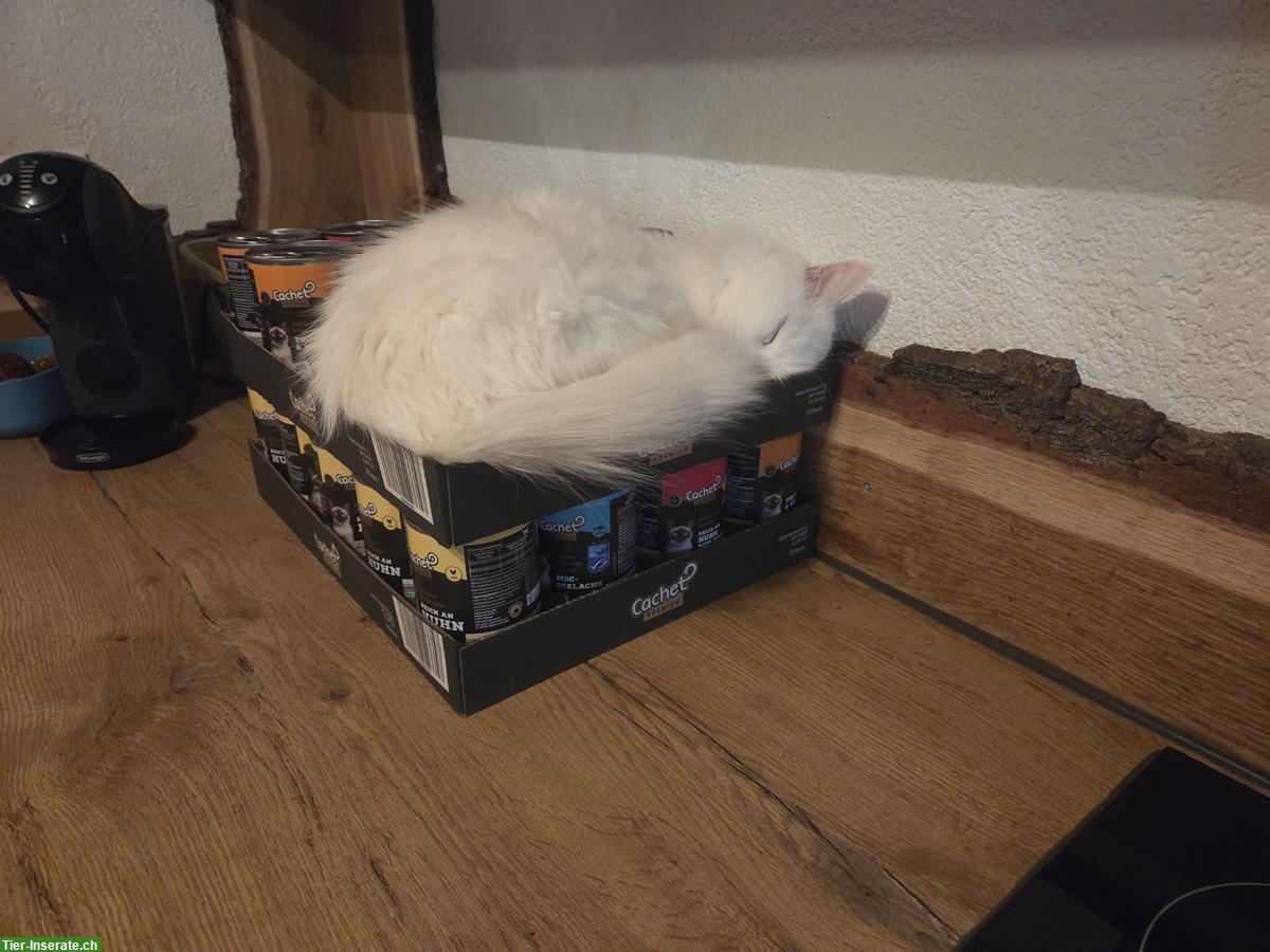 Bild 6: Türkisch Angora Kitten mit blauen Augen