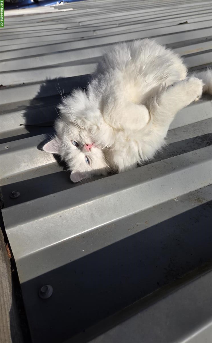 Bild 7: Türkisch Angora Kitten mit blauen Augen
