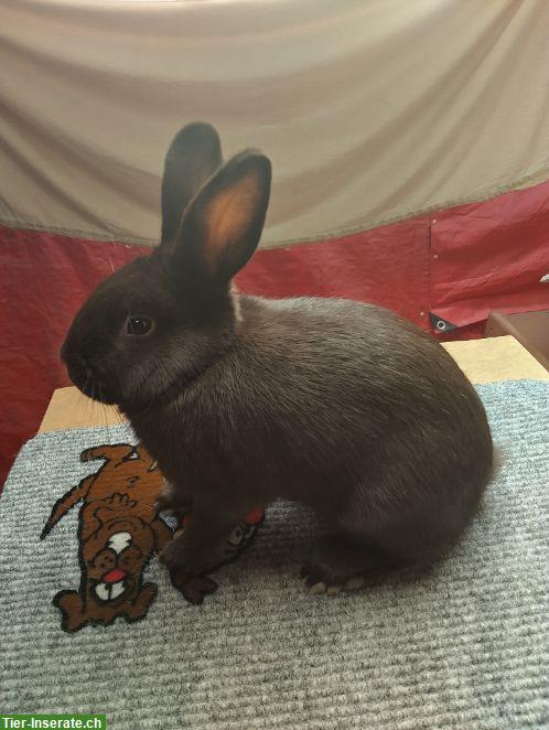 Havanna Kaninchen zu verkaufen, 1 Rammler & 2 Zippen