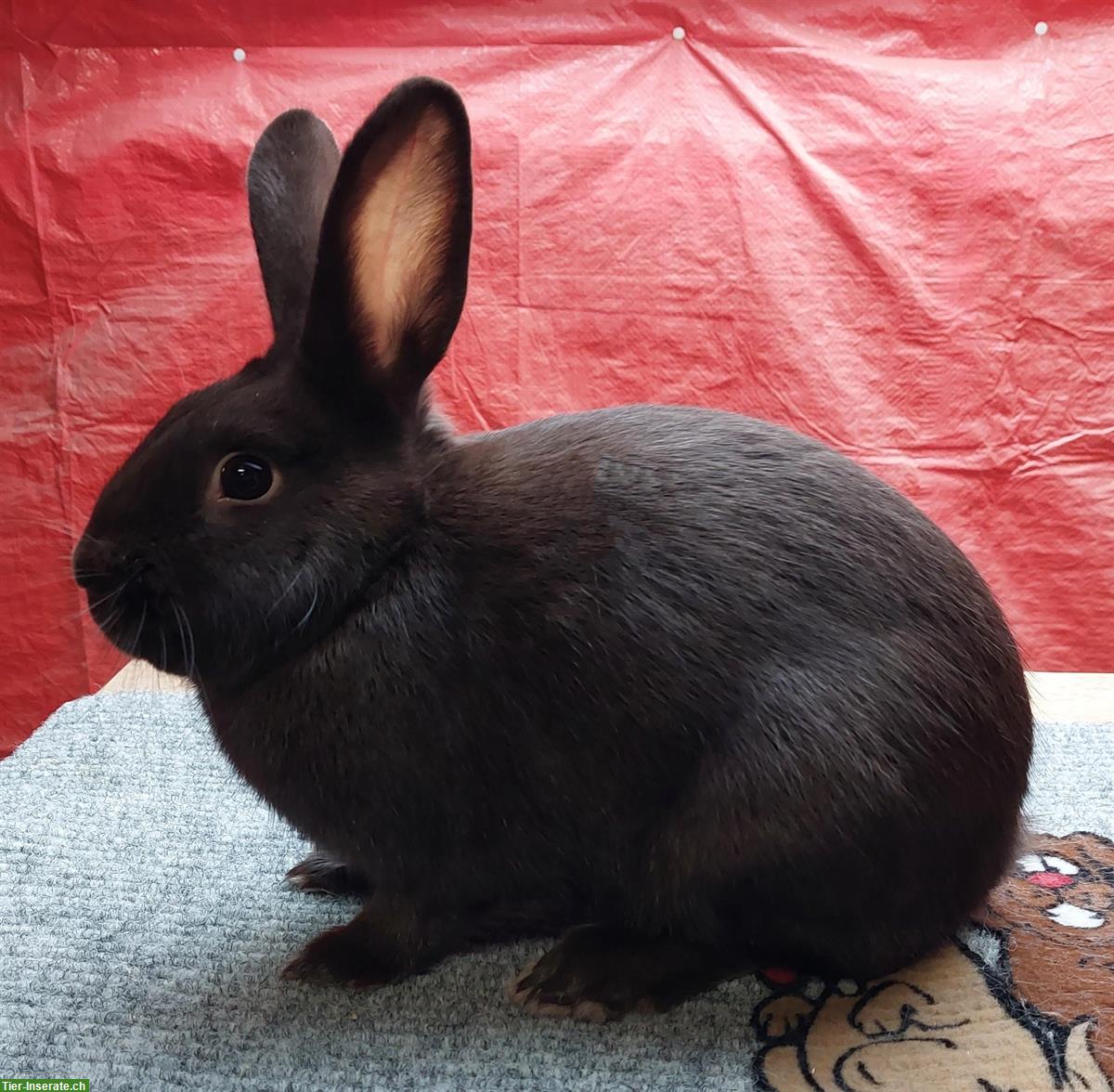 Bild 2: Havanna Kaninchen zu verkaufen, 1 Rammler & 2 Zippen