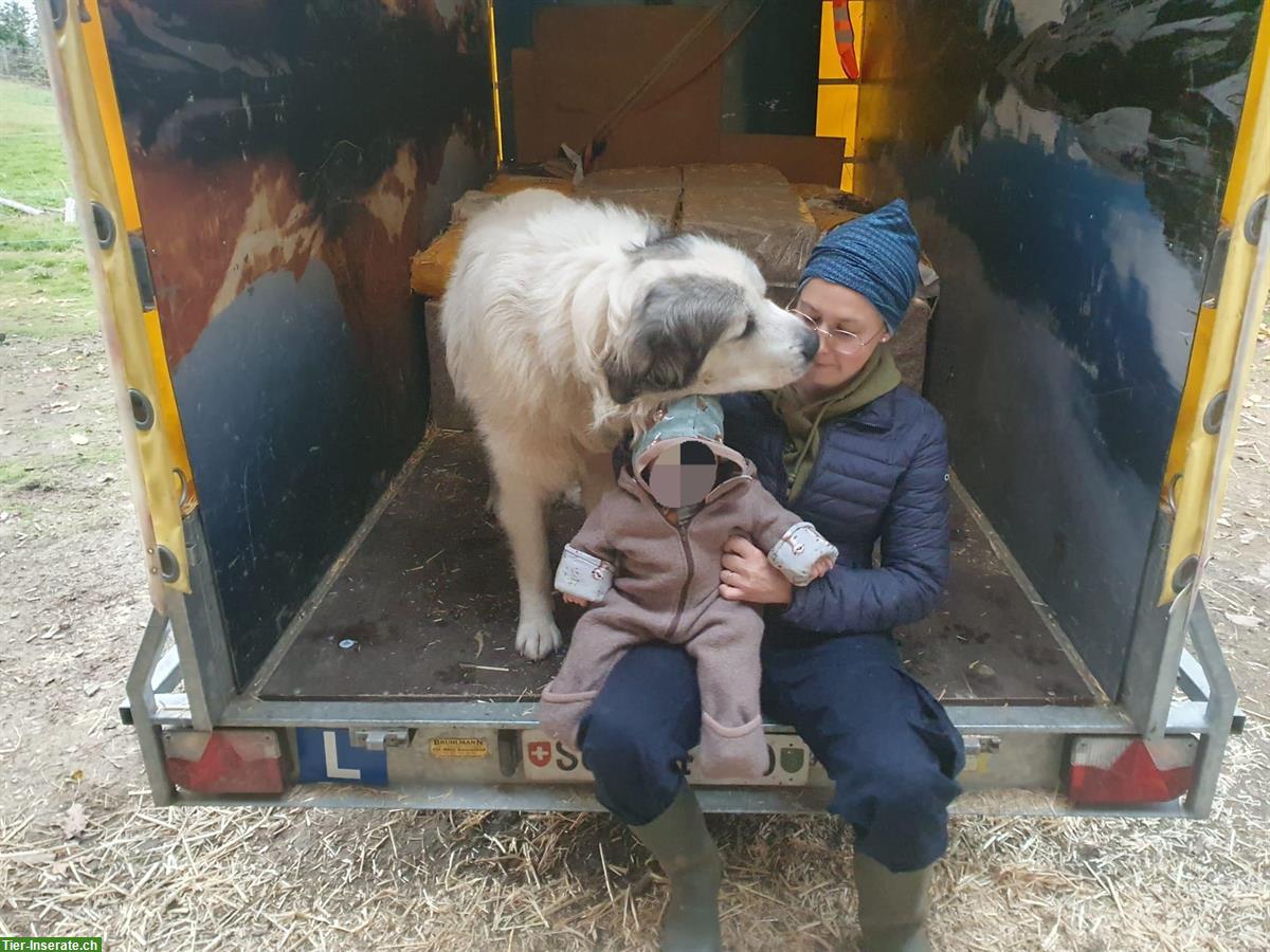 Bild 3: Gemütlicher Pyrenäenberghund Rüde sucht neues Zuhause