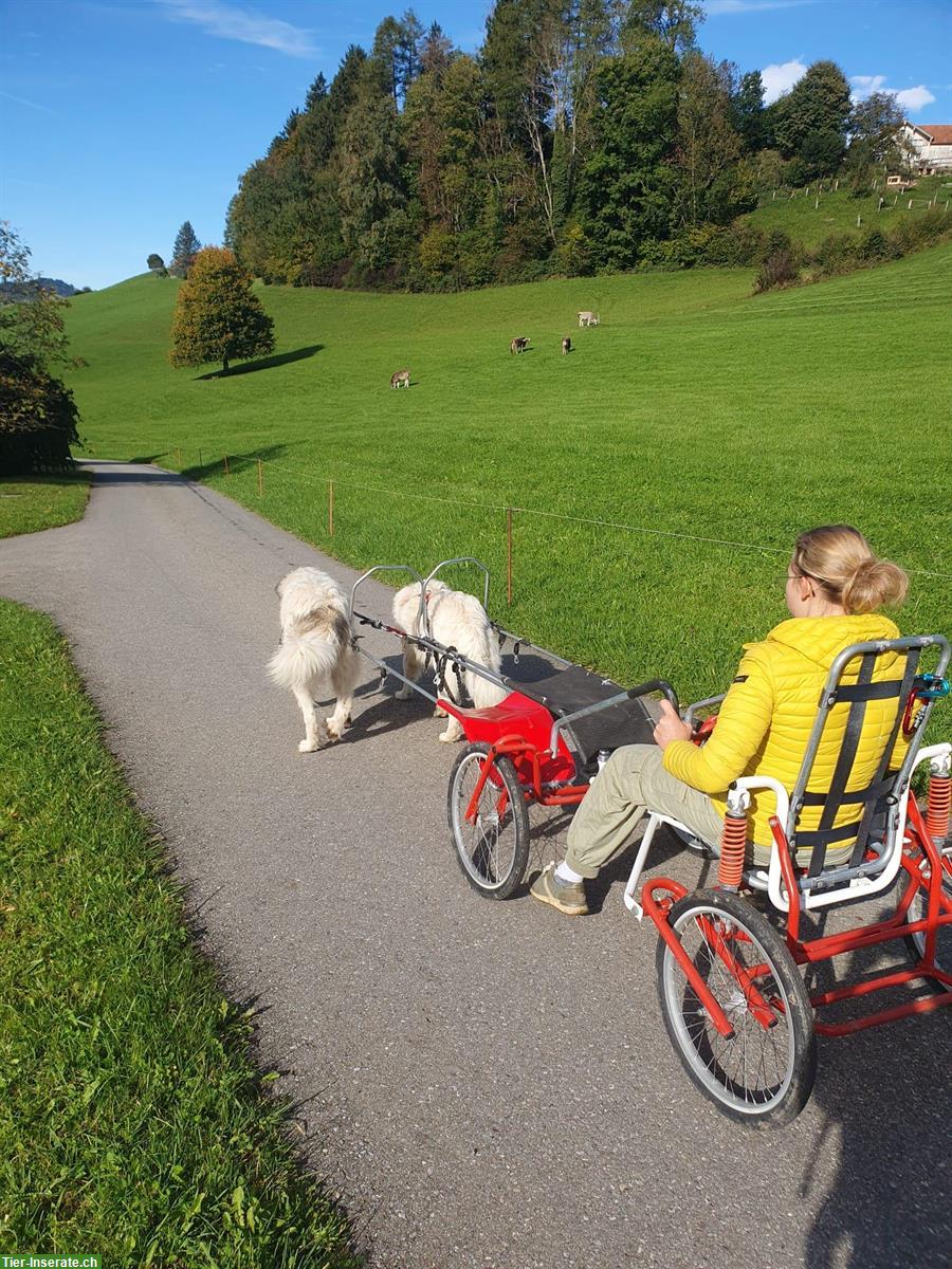 Bild 4: Gemütlicher Pyrenäenberghund Rüde sucht neues Zuhause