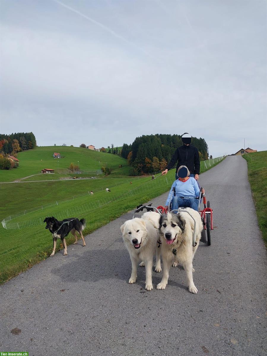 Bild 5: Gemütlicher Pyrenäenberghund Rüde sucht neues Zuhause