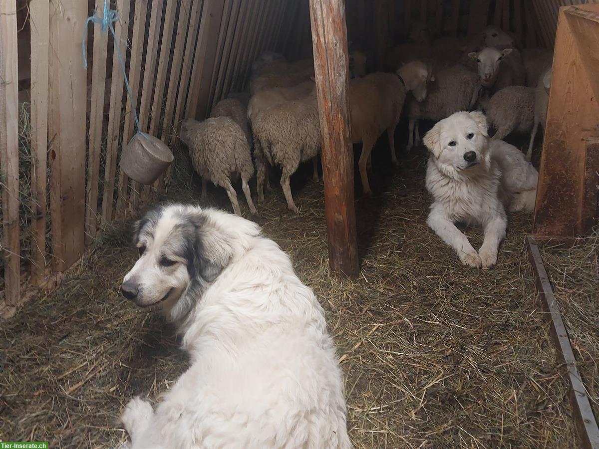 Bild 6: Gemütlicher Pyrenäenberghund Rüde sucht neues Zuhause