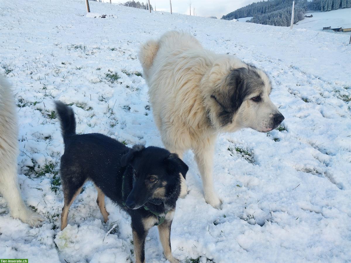 Bild 7: Gemütlicher Pyrenäenberghund Rüde sucht neues Zuhause