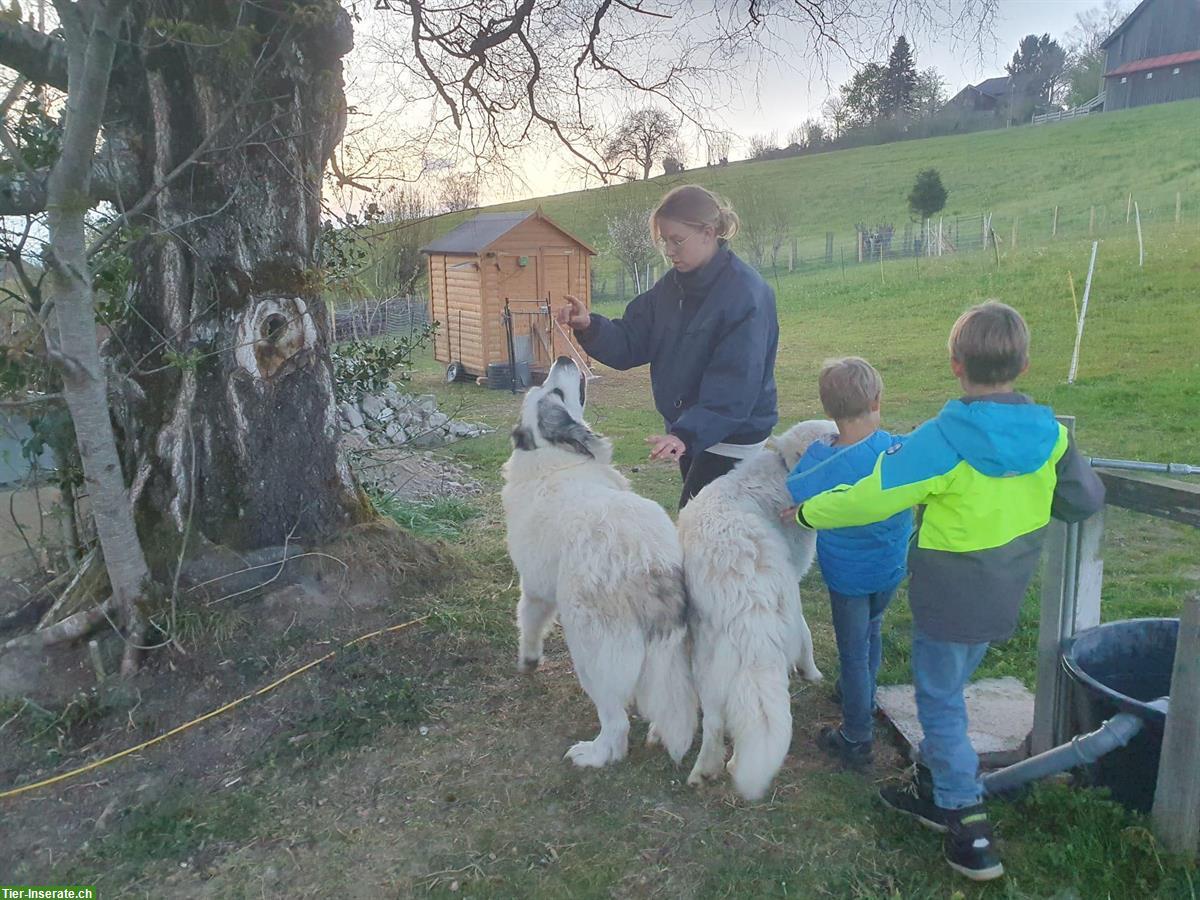 Bild 8: Gemütlicher Pyrenäenberghund Rüde sucht neues Zuhause