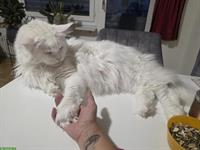 Capo Maine Coon Kater of giant Kingdom