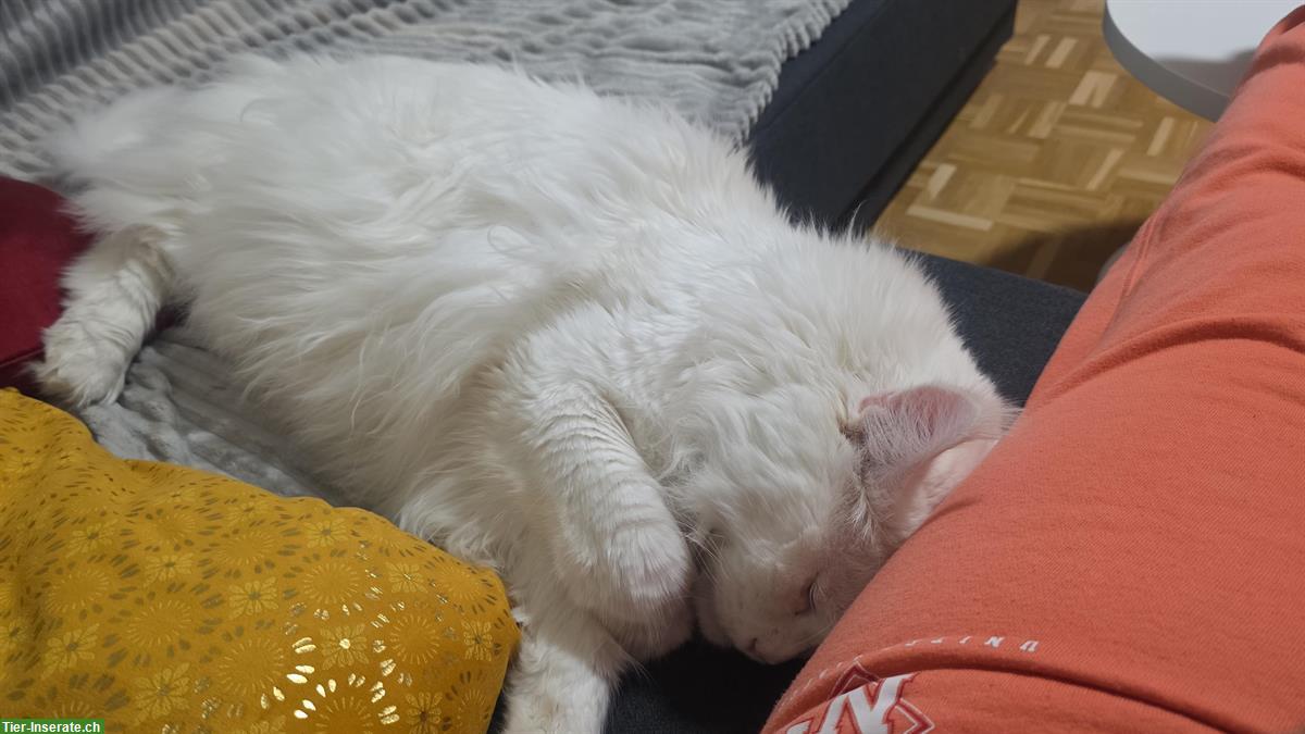 Bild 2: Capo Maine Coon Kater of giant Kingdom