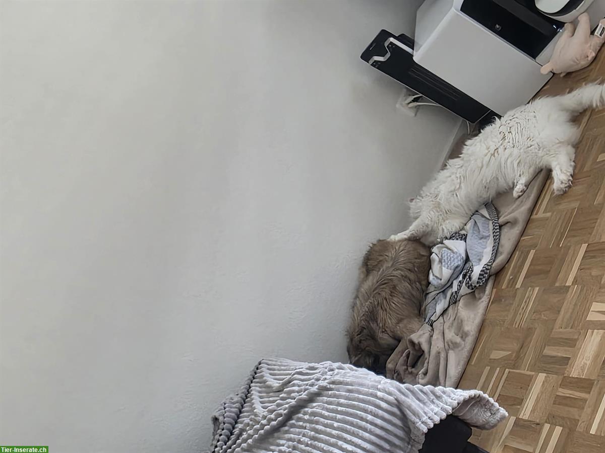 Bild 3: Capo Maine Coon Kater of giant Kingdom