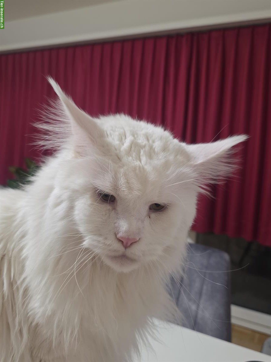 Bild 4: Capo Maine Coon Kater of giant Kingdom