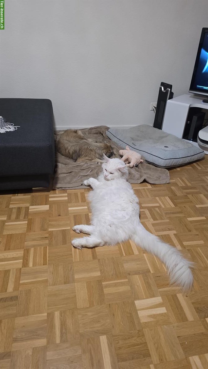 Bild 5: Capo Maine Coon Kater of giant Kingdom