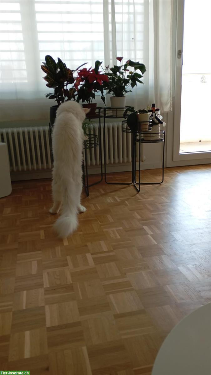 Bild 6: Capo Maine Coon Kater of giant Kingdom