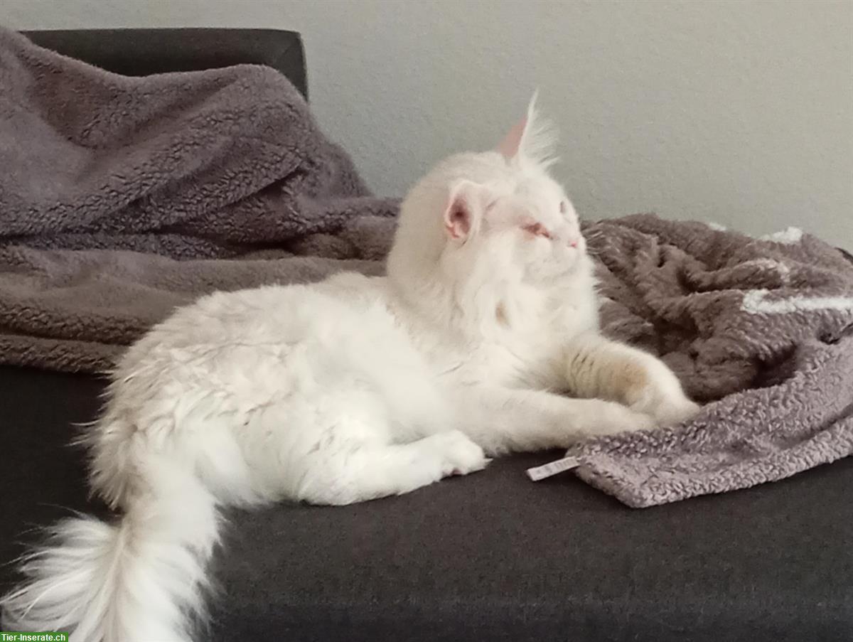 Bild 7: Capo Maine Coon Kater of giant Kingdom