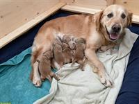 Golden Retriever Welpen suchen Lebensplätze