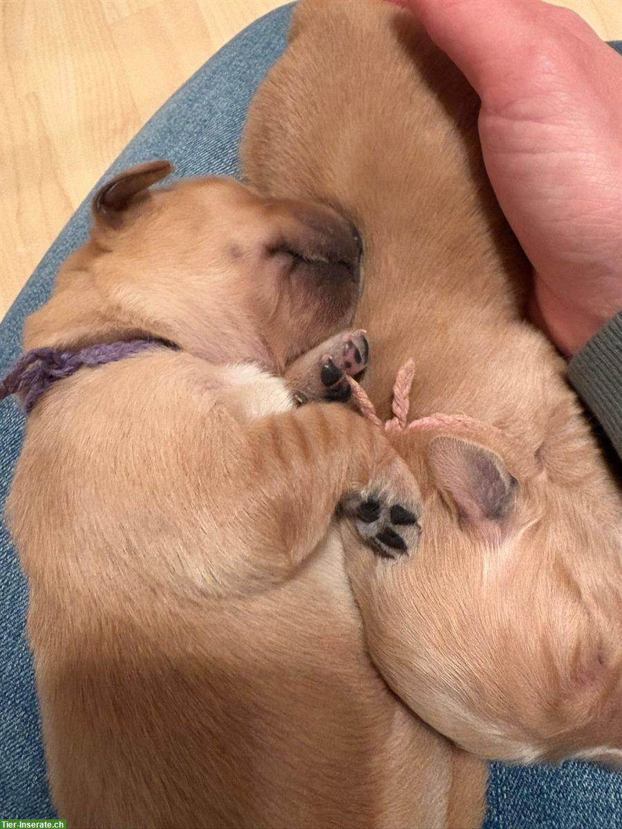 Bild 4: Golden Retriever Welpen suchen Lebensplätze