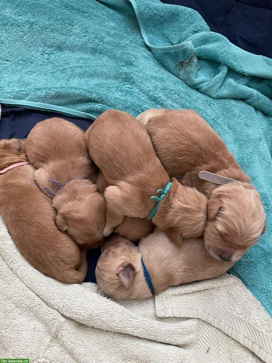 Bild 6: Golden Retriever Welpen suchen Lebensplätze