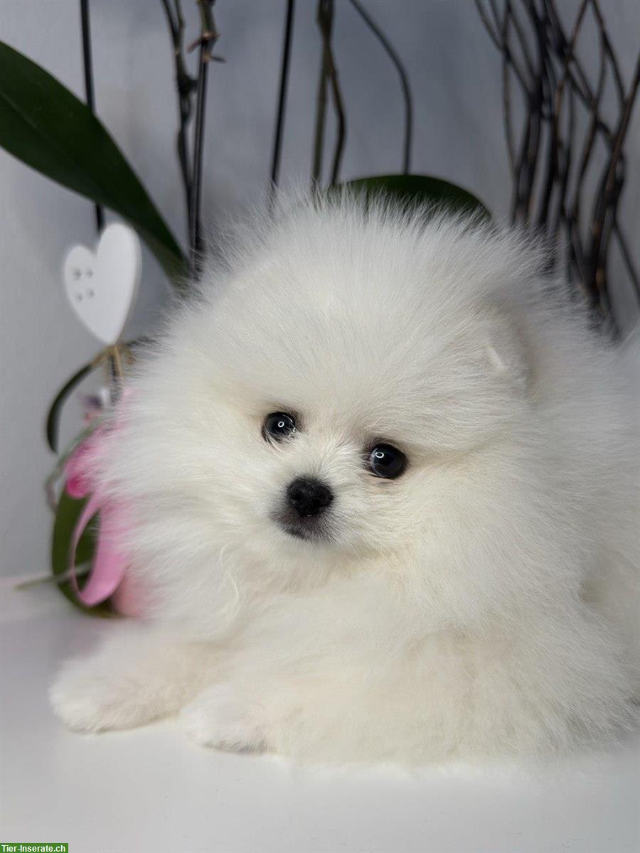 Zwergspitz Hündin, weiß / Poméranien nain blanc, femelle