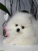 Zwergspitz Hündin, weiß / Poméranien nain blanc, femelle