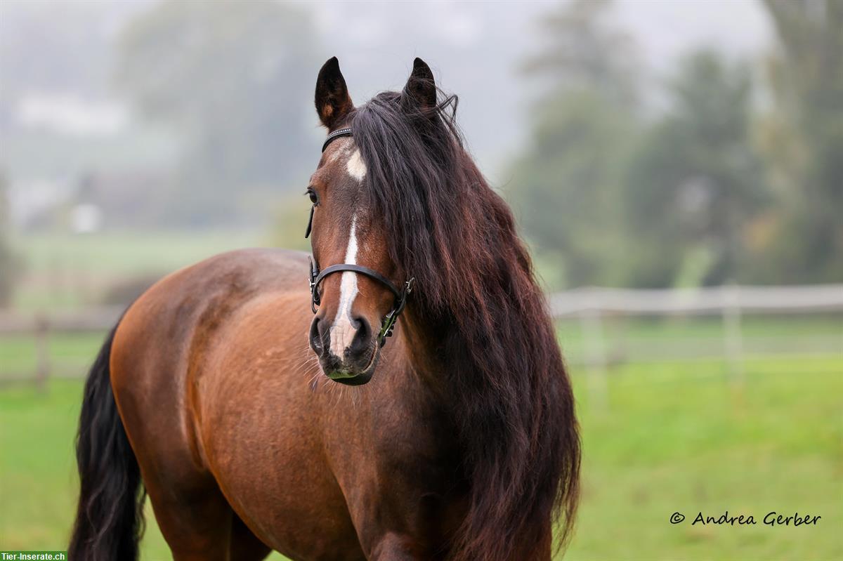 Lieber PRE Wallach sucht Endplatz!