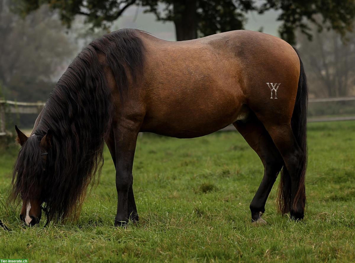 Bild 2: Lieber PRE Wallach sucht Endplatz!