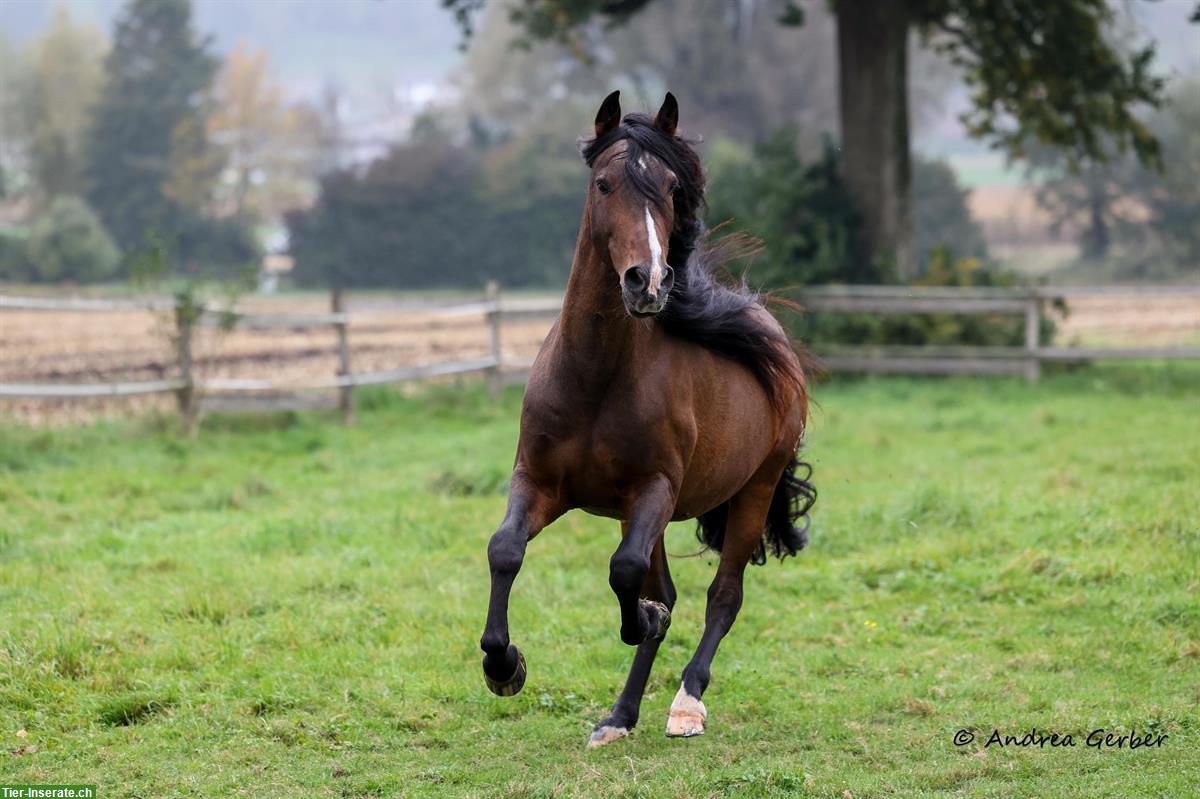 Bild 3: Lieber PRE Wallach sucht Endplatz!